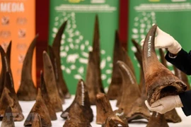 Le Vietnam remet à l'Afrique du Sud des échantillons de cornes de rhinocéros saisies 