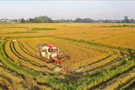 Hanoï s'efforce de porter le revenu annuel moyen des agriculteurs à 70 millions de dôngs 