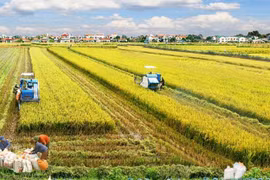 La coopération Vietnam-Australie pour développer une nouvelle variété de riz 