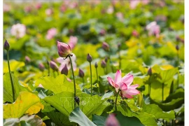 Les étangs de lotus, un point phare du tourisme culturel au pays natal de l'Oncle Hô