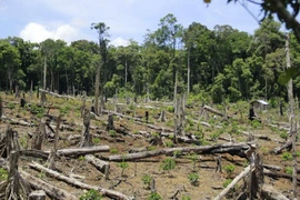 Plantation de 108.258 hectares de forêts au premier semestre