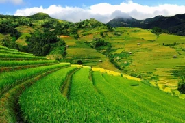 Mu Cang Chai: La beauté pittoresque du Nord-Ouest captive les touristes