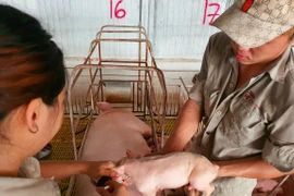 Exportations de produits de l'élevage : « la clé » réside dans les zones indemnes de maladies