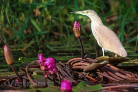 Beauté des oiseaux au parc national de Tram Chim