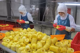 Le Vietnam et les Pays-Bas boostent la coopération dans le domaine de l'agriculture