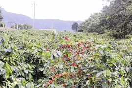 Le café d’Arabica Khe Sanh remporte le premier prix du concours de café de spécialité du Vietnam