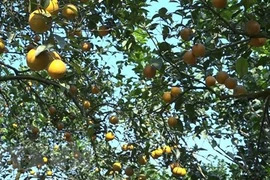 Les codes de zone de plantation servent de clé pour entrer sur le marché mondial