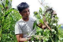 Sortir de la pauvreté grâce au "ginseng des pauvres"