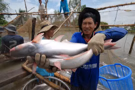 Hausse à deux chiffres des exportations de pangasius vers les principaux marchés