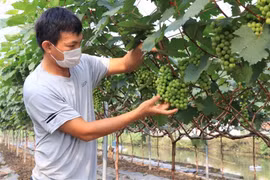 Bac Ninh s’oriente vers une agriculture high-tech 