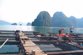 Quang Ninh vise une aquaculture marine de qualité 