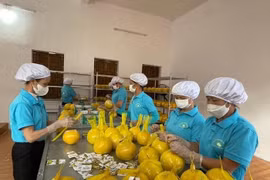 Exportation des 11 premières tonnes de pamplemousses Diên vers le Royaume-Uni