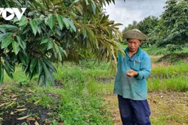 Long An mise sur une exportation durable de durian
