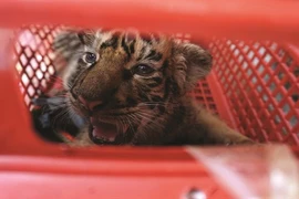 Le Parc national de Pù Mat au chevet de sept bébés tigres