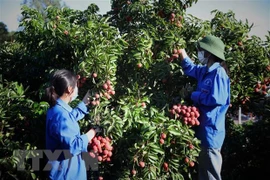 Conditions favorables pour que les entreprises chinoises achètent des litchis à Bac Giang