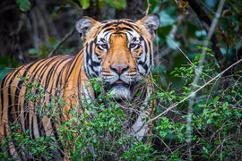 Le Vietnam s’efforce de promouvoir la conservation du tigre