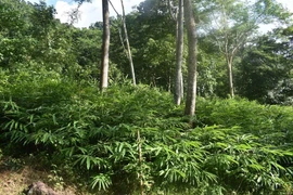 Trouver une nouvelle direction pour les plantes médicinales