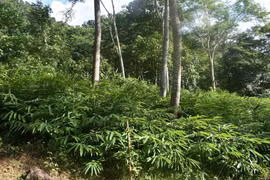 Trouver une nouvelle direction pour les plantes médicinales