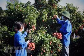Conditions favorables pour que les entreprises chinoises achètent des litchis à Bac Giang