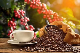 Nécessité d’améliorer la qualité du café pour accroître les exportations vers l'UE