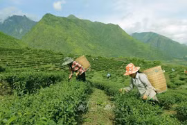 Rénover les politiques de soutien au développement socio-économique des zones de minorités ethniques