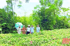 Thanh Hoa développe des produits agricoles spéciaux