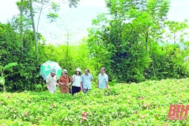 Thanh Hoa développe des produits agricoles spéciaux