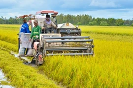 Kiên Giang développe la production de riz de haute qualité à faible émission de carbone 