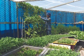 Faire de Truong Sa un écrin de verdure 