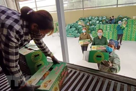 La province de Phu Tho exporte le premier lot de les pamplemousse de Doan Hung en Russie