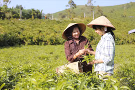 Thé parfumé au fleurs B’lao, la fragrance emblématique de Bao Lôc 