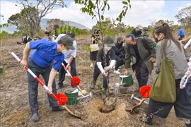 Binh Thuan plante un millier d’arbres dans la réserve naturelle de Ta Cu