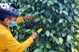 Les poivriers, gage de développement durable à Gia Lai