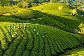 Le Vietnam adopte un plan d’action pour promouvoir la croissance verte dans l'agriculture