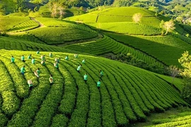 Le Vietnam adopte un plan d’action pour promouvoir la croissance verte dans l'agriculture