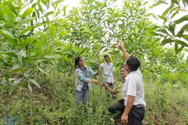 Bac Giang stimule le développement forestier durable