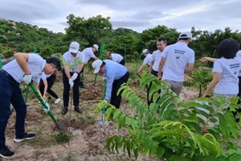 Plantation de 12.000 arbres dans le parc national de Nui Chua 