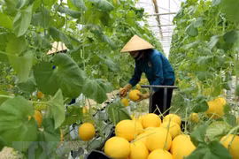 Le Vietnam souhaite promouvoir un partenariat agricole avec les États-Unis