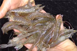 Plus de 3 milliards d’USD d’exportation de crevettes en 8 mois