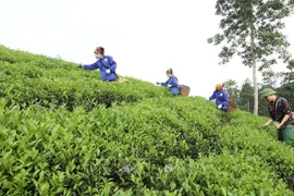 La BM loue le Vietnam pour ses acquis dans la réduction de la pauvreté