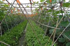 La province de Bac Giang travaille à la valorisation du secteur agricole