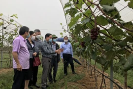 Le Fonds de soutien aux agriculteurs de Bac Ninh, - le "levier" pour améliorer leur vie 