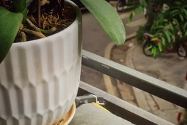 Le Vietnam parmi les 10 pays ayant une culture du café unique
