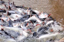 Le Vietnam, fournisseur "exclusif" de pangasius surgelés à Hong Kong
