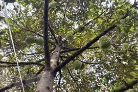 Can Tho exportera le premier lot de durians vers la Chine l'année prochaine