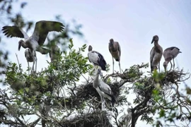 Le Vietnam s’efforce de conserver des oiseaux sauvages