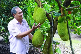 Promotion du jacquier vietnamien en Australie