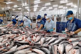 Exportations nationales de pangasius: le marché de l'ASEAN devrait dépasser celui de l'UE 
