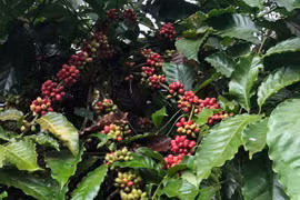 De vastes possibilités d’exportation de café vietnamien vers l’Espagne