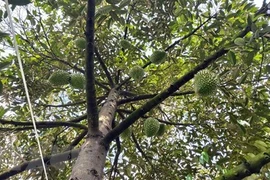 Can Tho exportera le premier lot de durians vers la Chine l'année prochaine